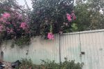 BÁN ĐẤT ĐƯỜNG 7, LINH TÂY, THỦ ĐỨC – DIỆN TÍCH LỚN – GẦN PHẠM VĂN ĐỒNG